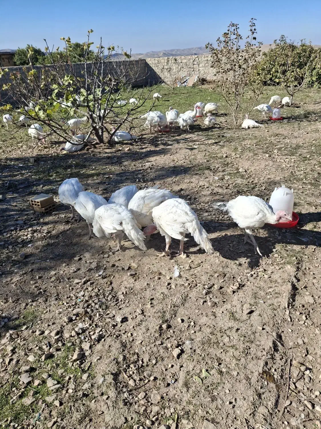 فروشی بوقلمون بیوتی گوشتی|حیوانات مزرعه|سرپل ذهاب, |دیوار