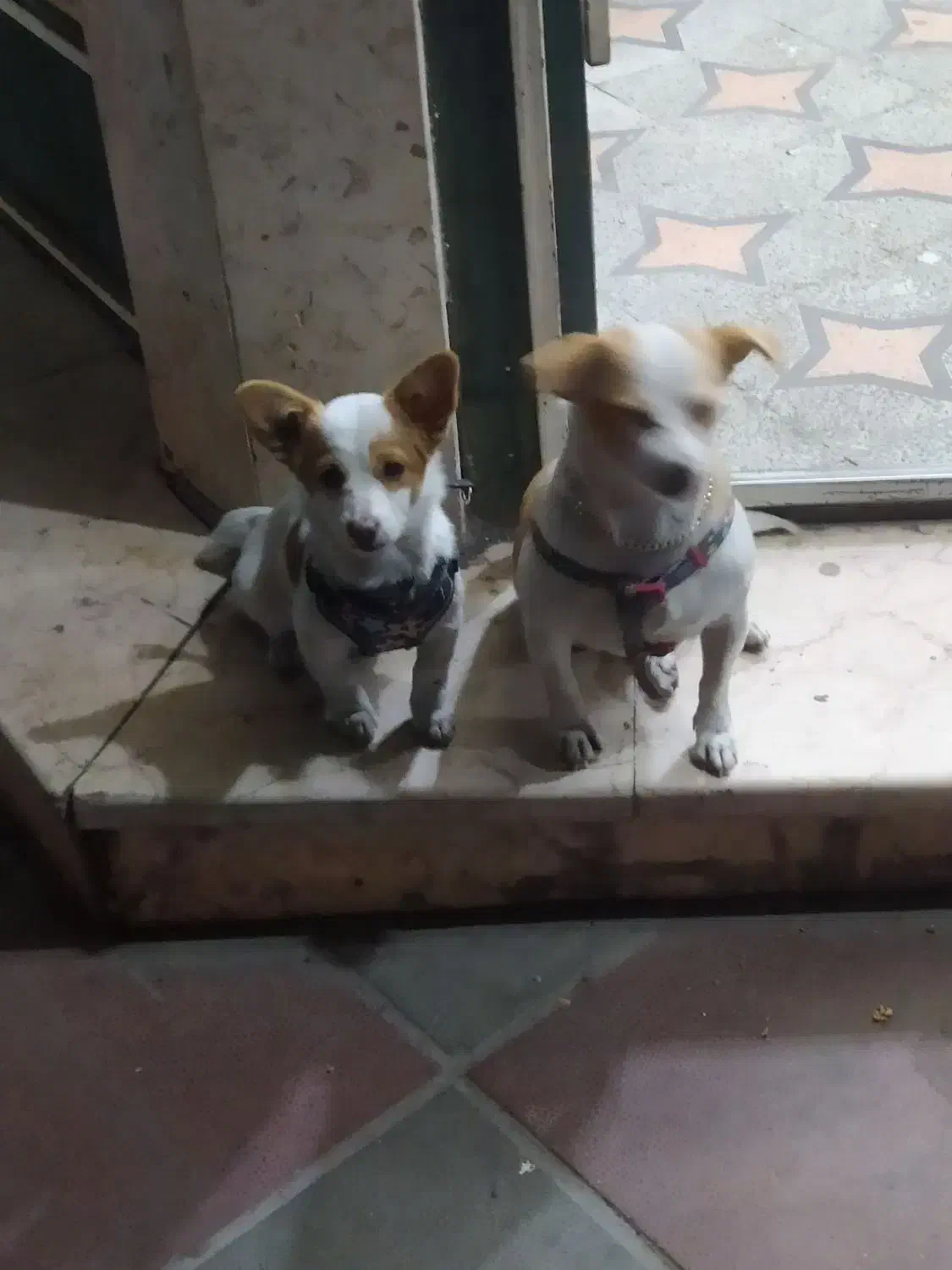 اشپیدز آلمانی خالص مادر و دختر|سگ|ورامین, ورامین|دیوار