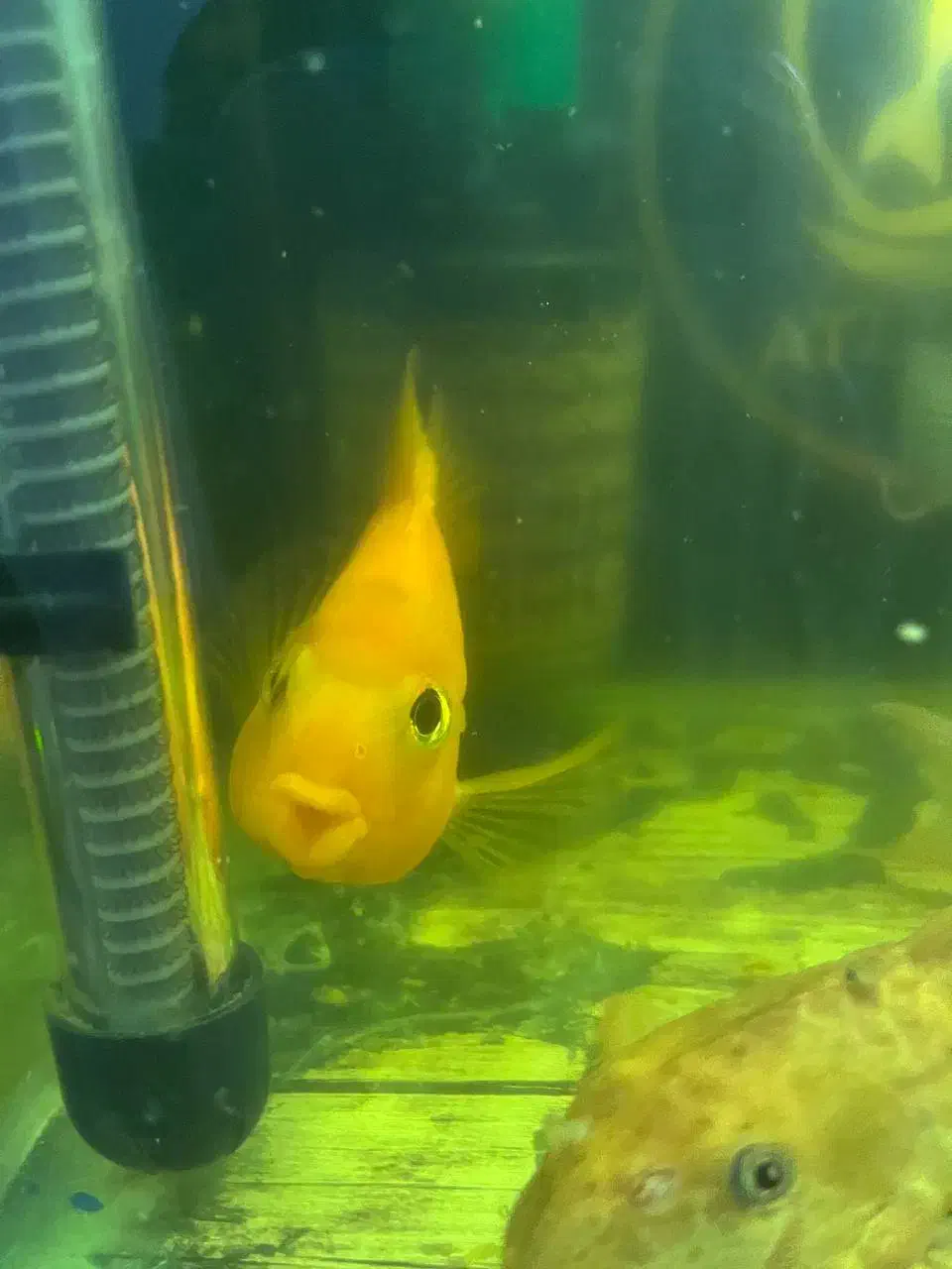 ماهی|ماهی|بجنورد, |دیوار