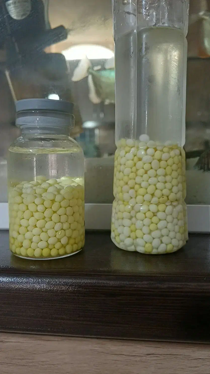 فروش حلزون وخاویار|خزنده|باقرشهر, |دیوار