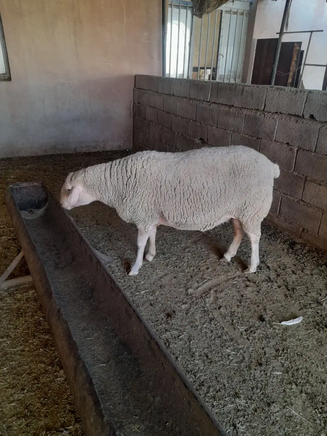 قوچ لاکن و نر بز آلپاین|حیوانات مزرعه|کرمان, |دیوار