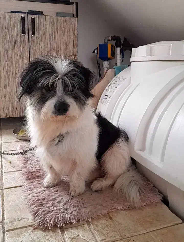 شیتزو نر شناسنامه دار|سگ|آستانه اشرفیه, |دیوار