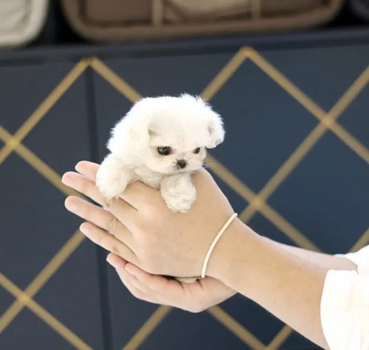 سگ جیبی ۲ماهه|سگ|تهران, سردارجنگل|دیوار