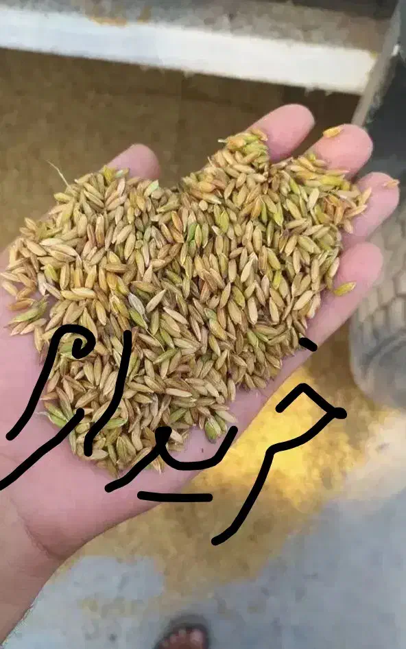 1.500کیلو چلتوک|خوردنی و آشامیدنی|مبارکه, |دیوار