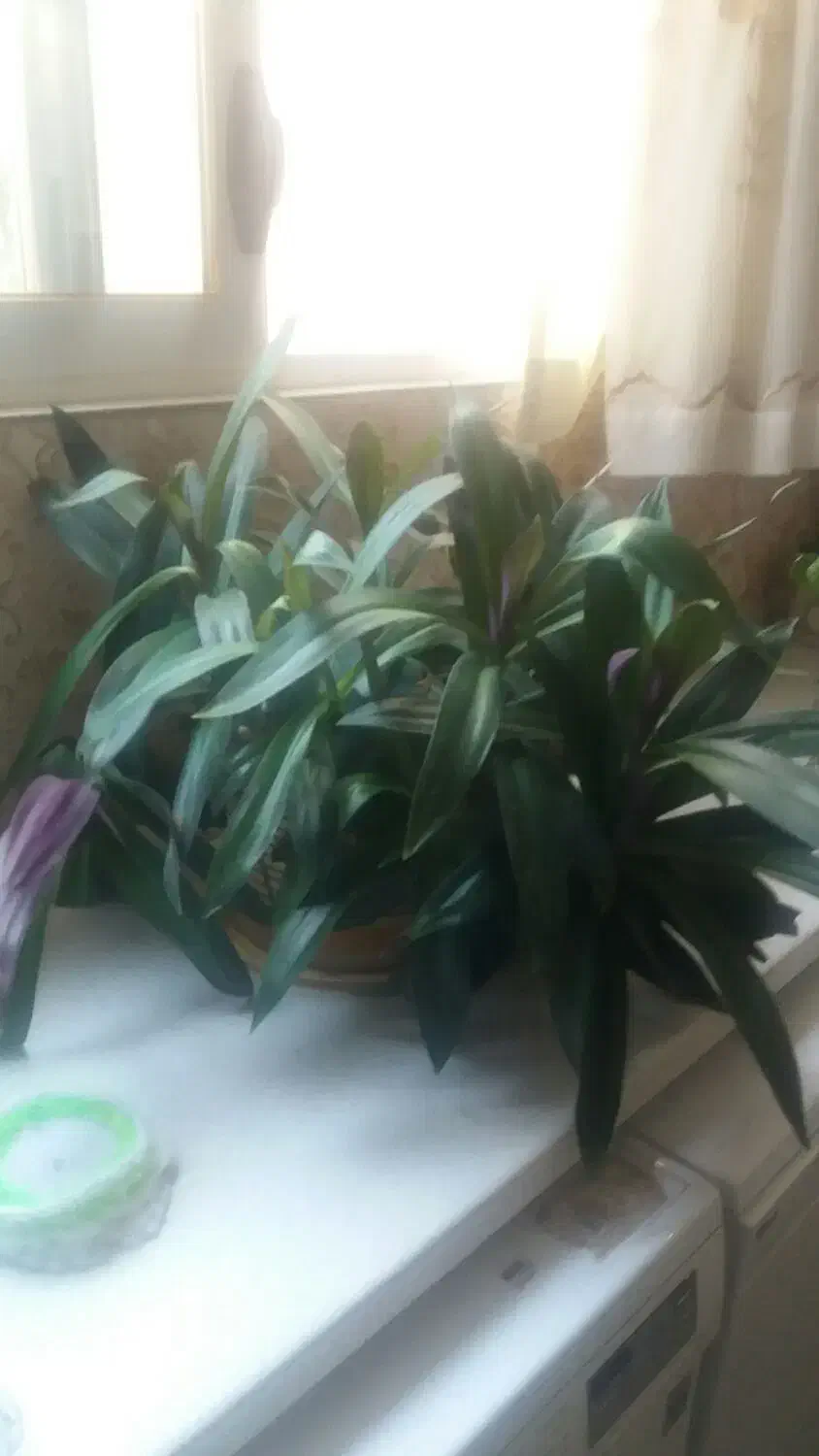 گل طبیعی|گل و گیاه طبیعی|اصفهان, ملک|دیوار