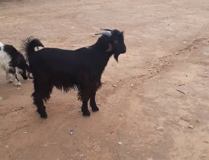 ۵ راس بیگ نر پرواری چاق چاق و یع تیشتر نر بهده|حیوانات مزرعه|اندیکا, |دیوار