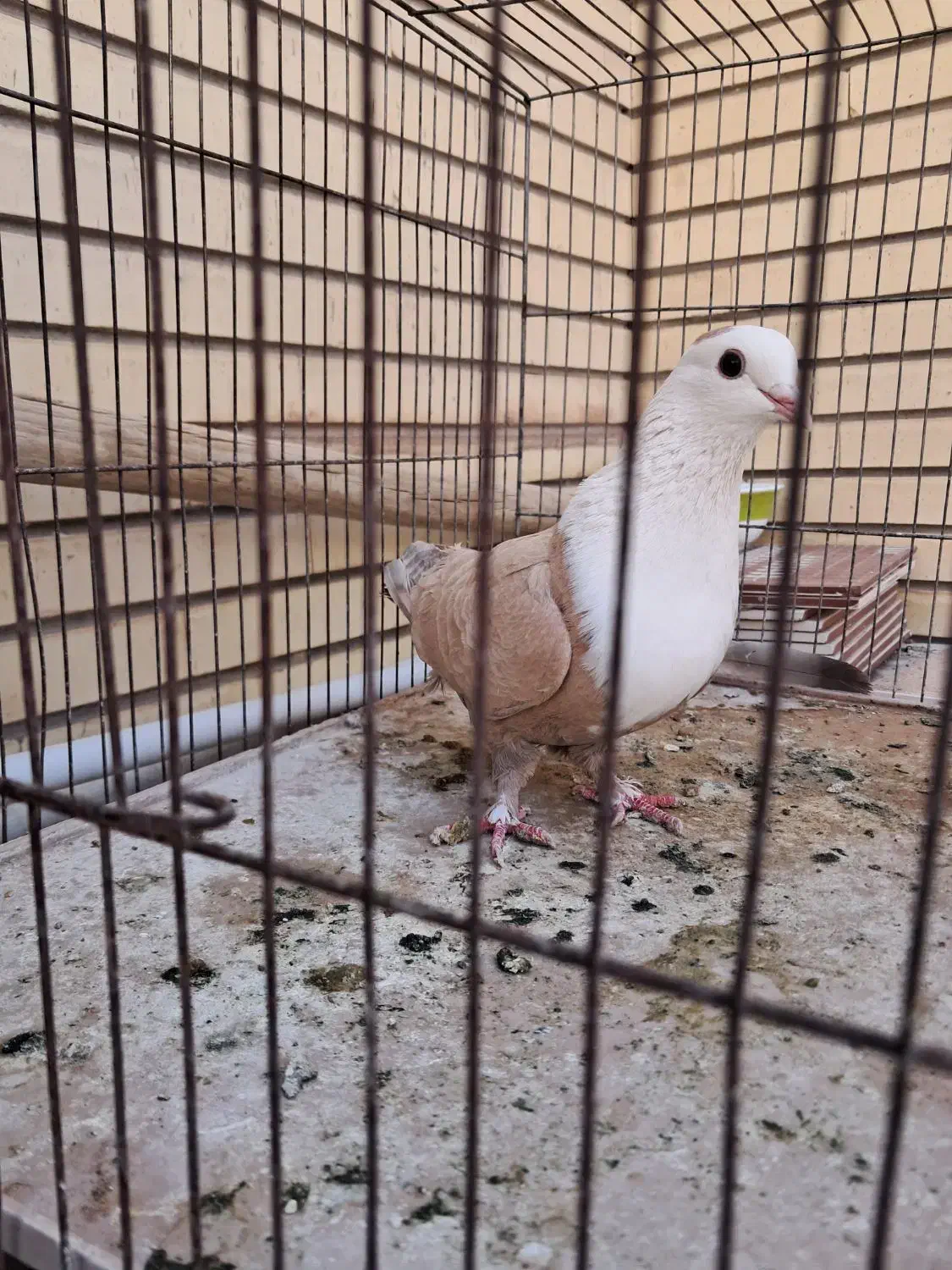 ماده زرد سرسفیدعتیقه|پرنده|رفسنجان, |دیوار