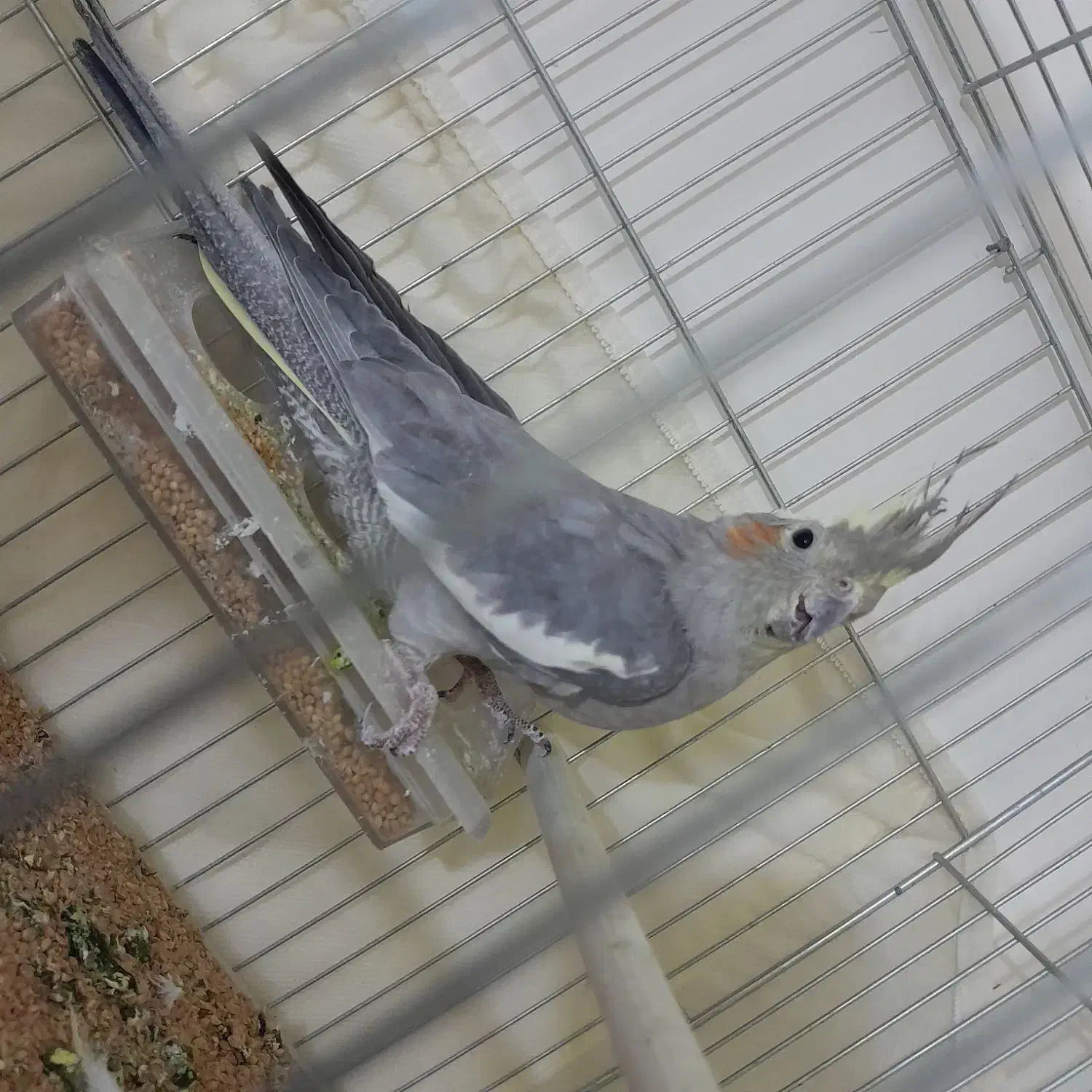 یک عدد عروس هلندی نر|پرنده|سراب, |دیوار