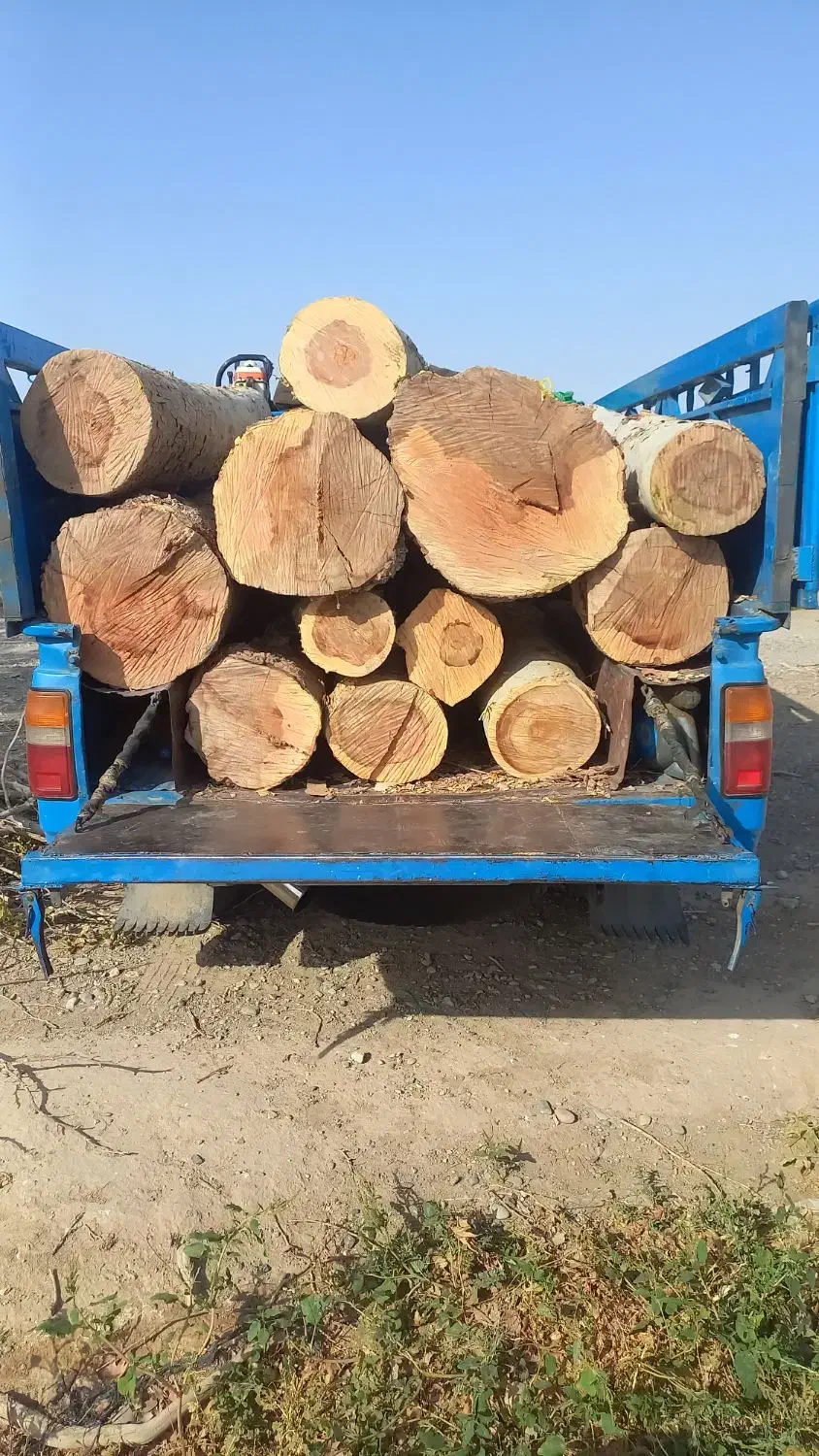 برش و هرس درخت های خشک و فرسوده  خریدار چوب|خدمات باغبانی و درختکاری|تهران, خاوران|دیوار