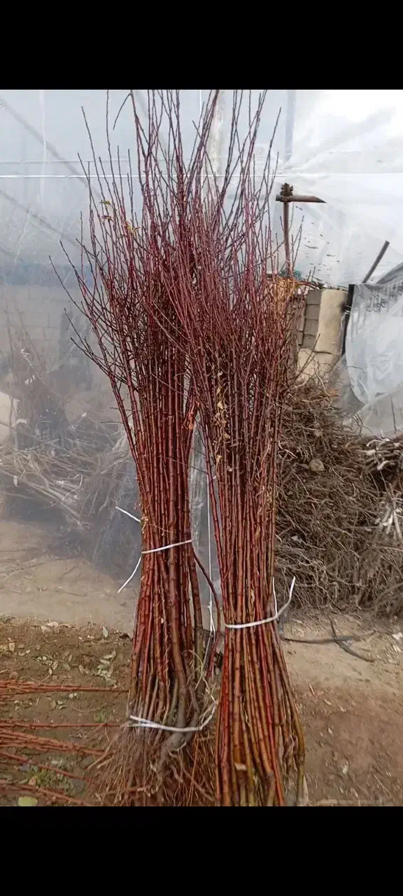 تولید و توزیع انواع نهال سیب و میوه در غرب نهال|خدمات باغبانی و درختکاری|رانکوه, |دیوار