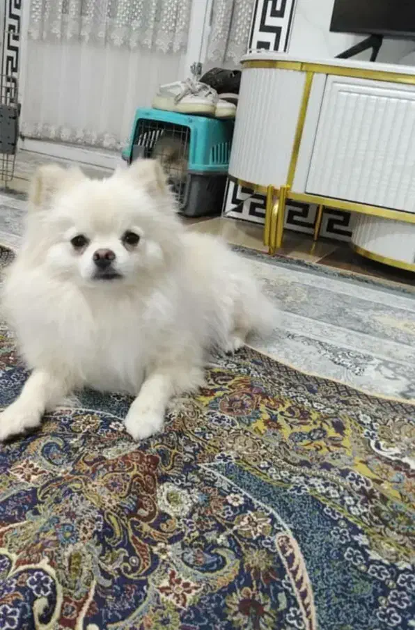 سگ نر پامر برا جفت|سگ|کرمان, |دیوار