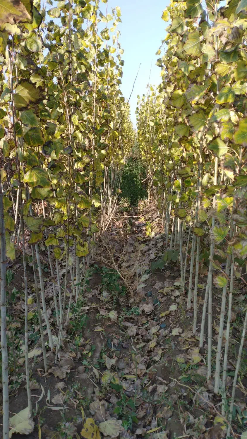 نهال صنوبر|خدمات باغبانی و درختکاری|صوفیان, |دیوار