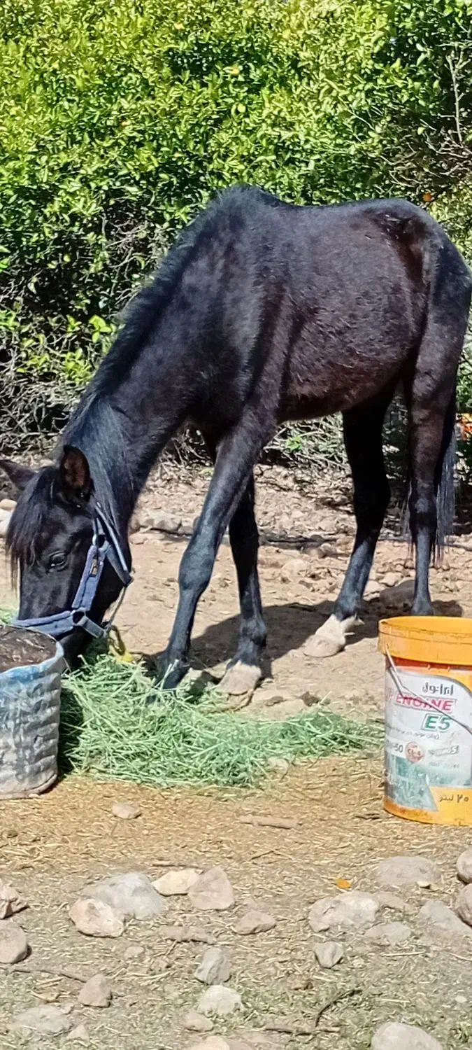 اسب|اسب و تجهیزات اسب‌سواری|دوگنبدان, |دیوار