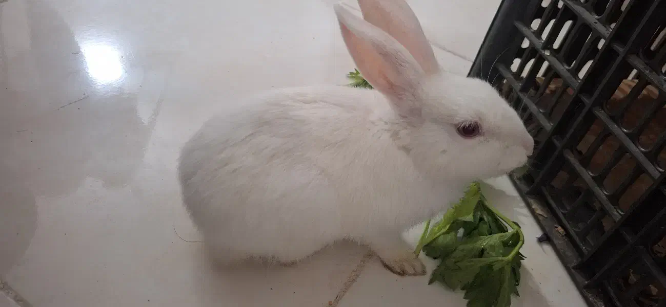 خرگوش نر سفیدو چشم قرمز،باهوش|موش و خرگوش|مشهد, چهارچشمه|دیوار
