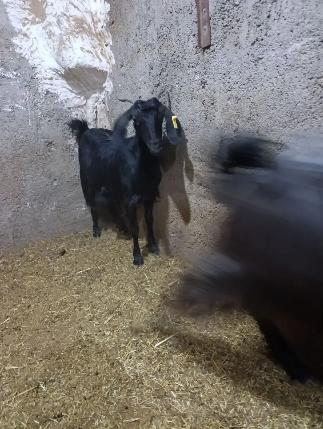 بزدورگ|حیوانات مزرعه|بیرجند, |دیوار