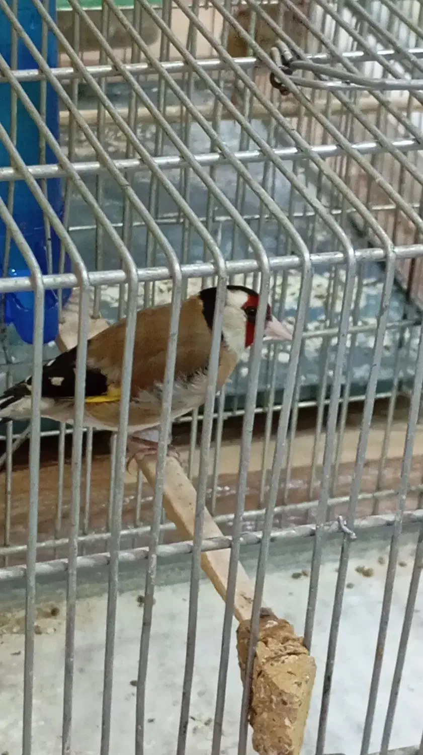 سیره باغی ۳ساله   نوک سفید مست مست|پرنده|خرم‌آباد, |دیوار