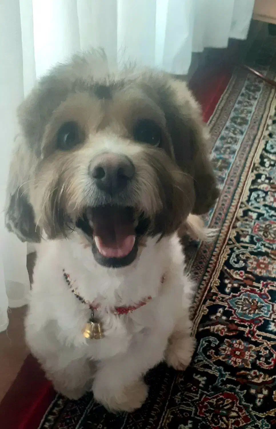 سگ شیتزو|سگ|سنندج, |دیوار