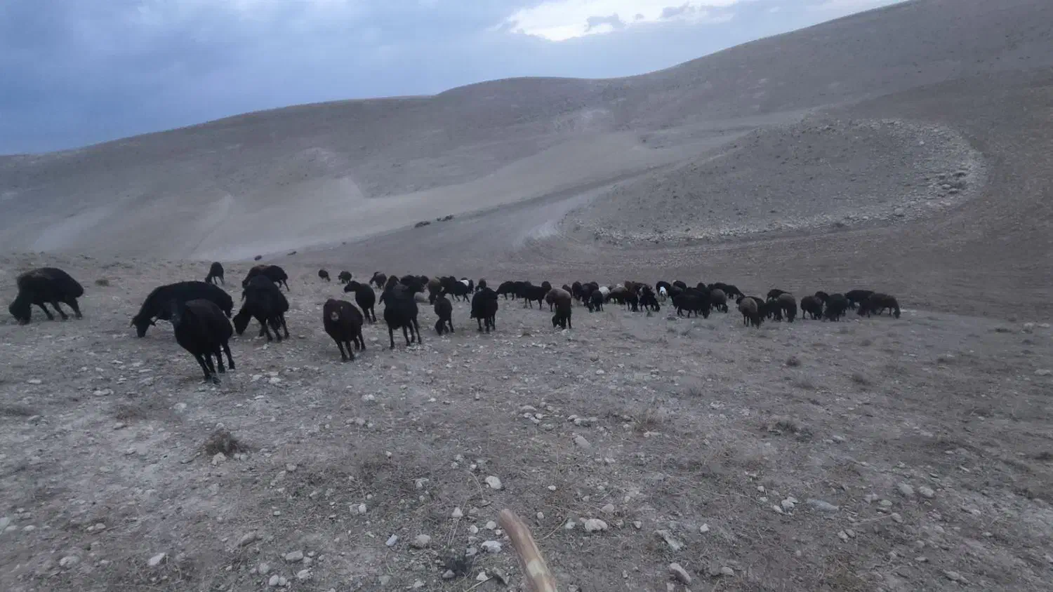 چوپانی|فعالیت داوطلبانه|کشاورز, |دیوار