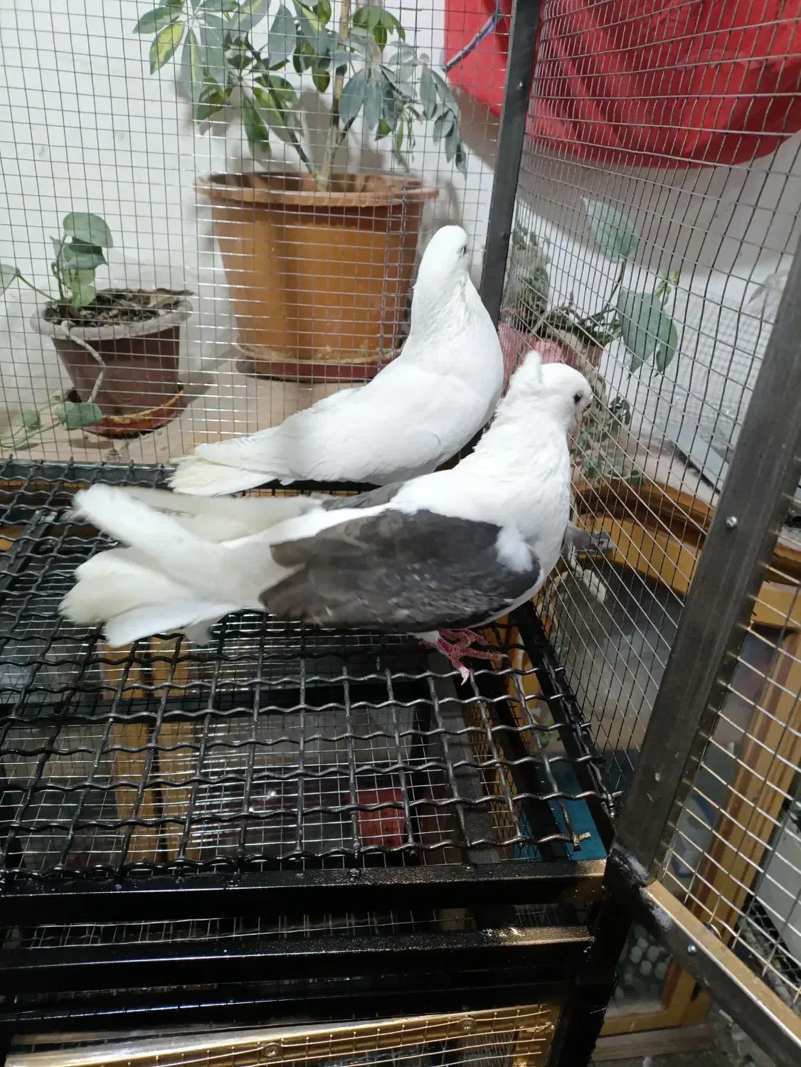 پرنده|پرنده|اصفهان, سیچان|دیوار