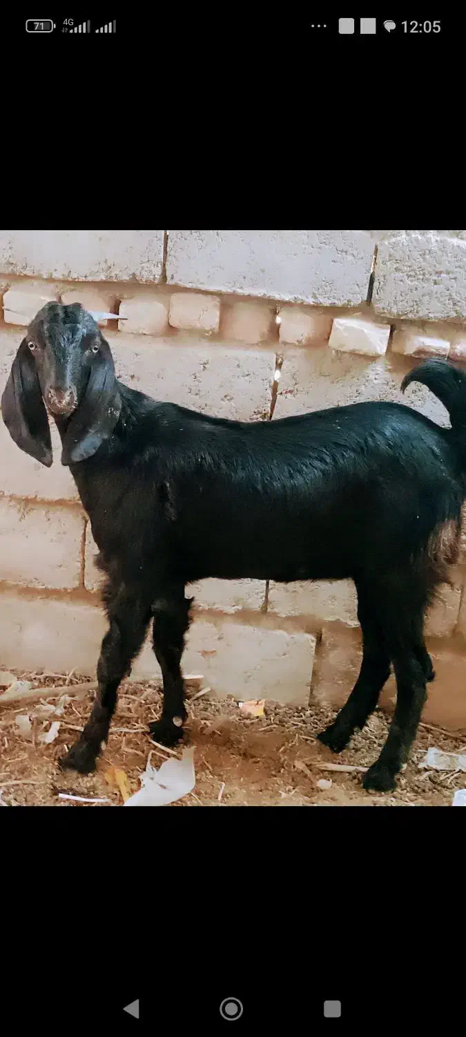 جفت‌کره‌ماده‌لنگ‌جمل‌|حیوانات مزرعه|هیرمند, |دیوار