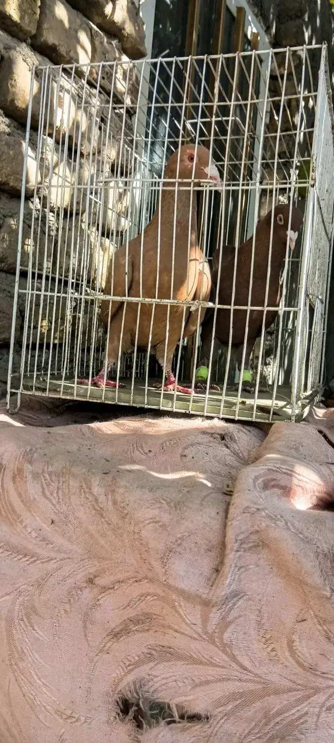 کفتر سرخ و زرد پشت هیکل جوجه|پرنده|مشهد, امیرآباد|دیوار