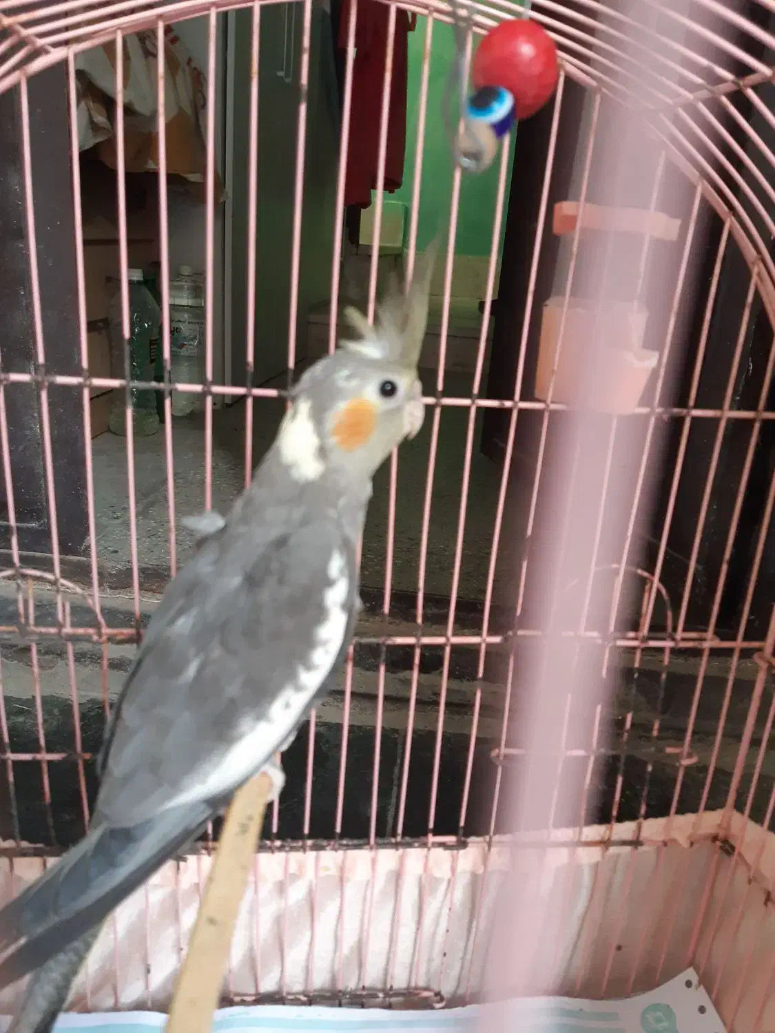 فروش عروس هلندی|پرنده|بندرعباس, |دیوار