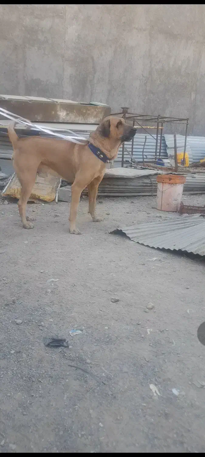 پژدرواگذاری|سگ|نسیمشهر, |دیوار