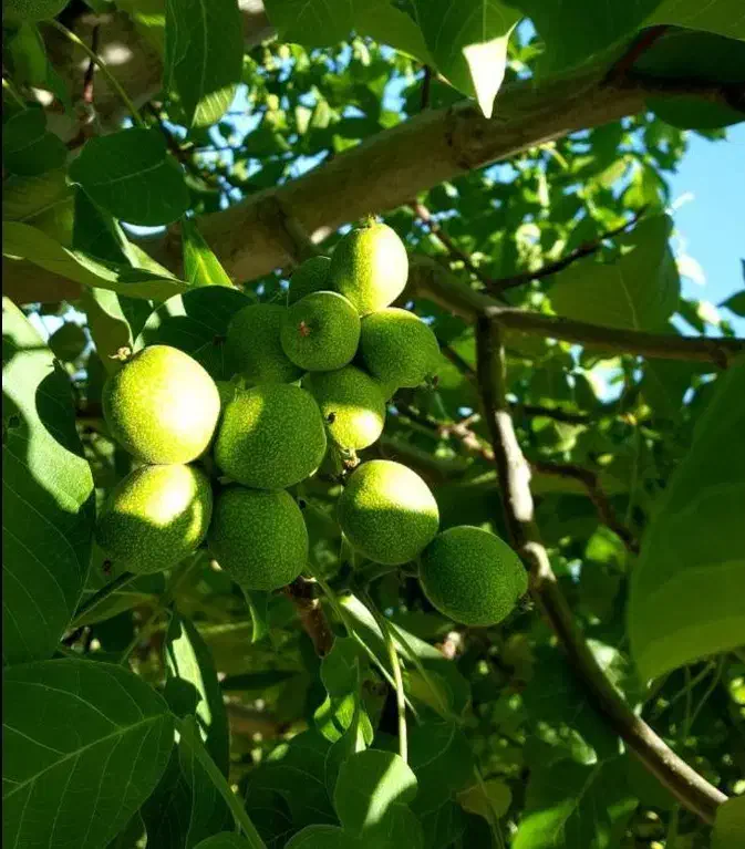 نهالستان تولید و پخش تمامی نهال درجه یک|خدمات باغبانی و درختکاری|پیرانشهر, |دیوار