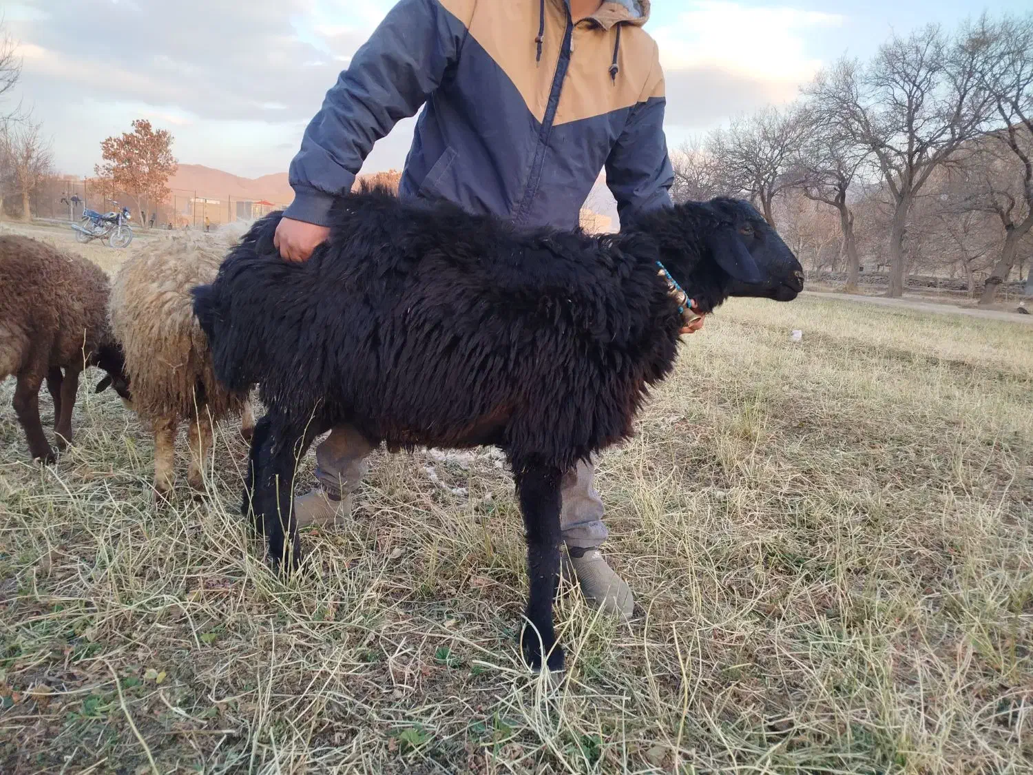 بره قوچ|حیوانات مزرعه|اراک, |دیوار