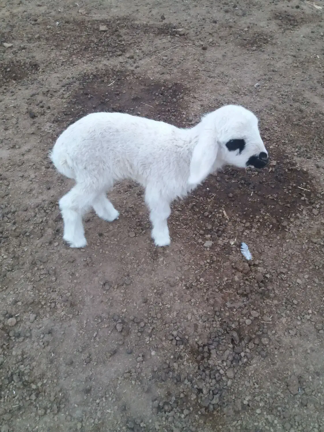 بره شیری|حیوانات مزرعه|بندر ماهشهر, |دیوار