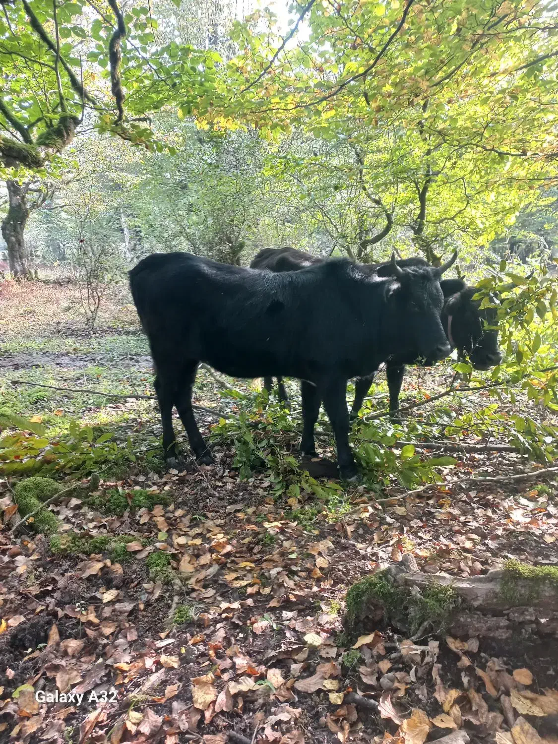 گاوشکم دار|حیوانات مزرعه|اسالم, |دیوار