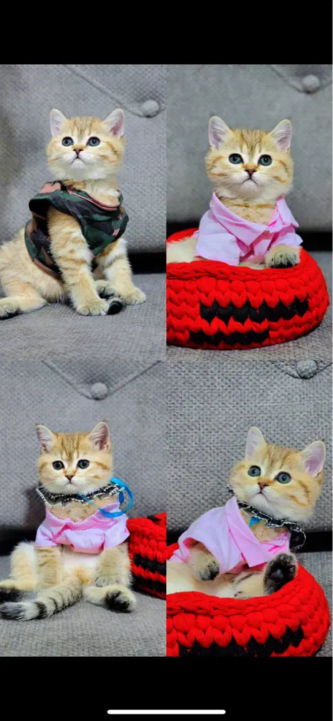 بچه گربه گلد و لیلاک|گربه|تهران, تهرانپارس غربی|دیوار