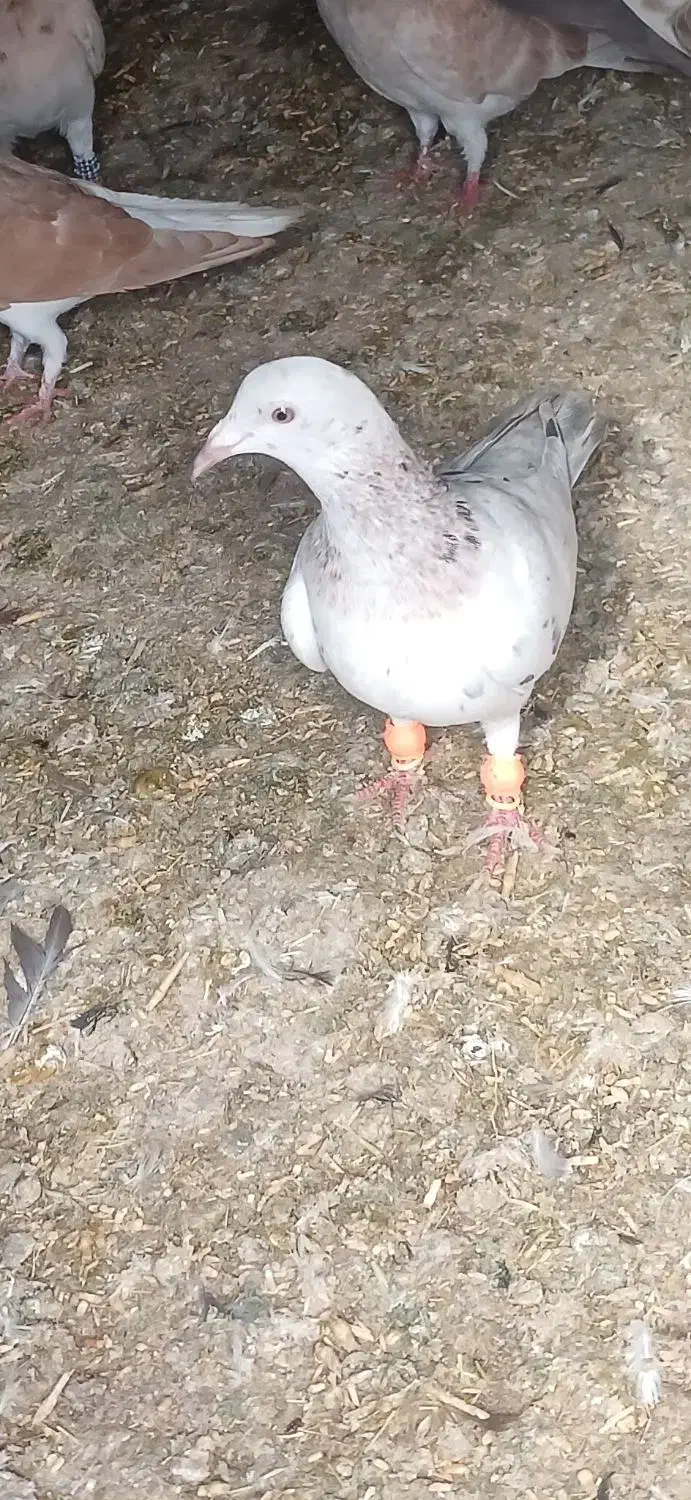 ۲ تا کبوتر خطی|پرنده|دشتابی, |دیوار