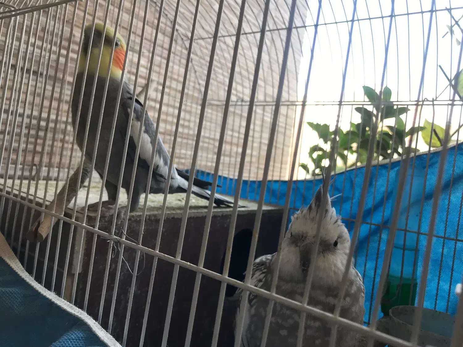 عروس هلندی|پرنده|تهران, گلستان (شهرک راه آهن)|دیوار