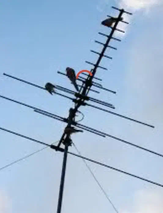 نصب آنتن|خدمات پیشه و مهارت|بجنورد, |دیوار