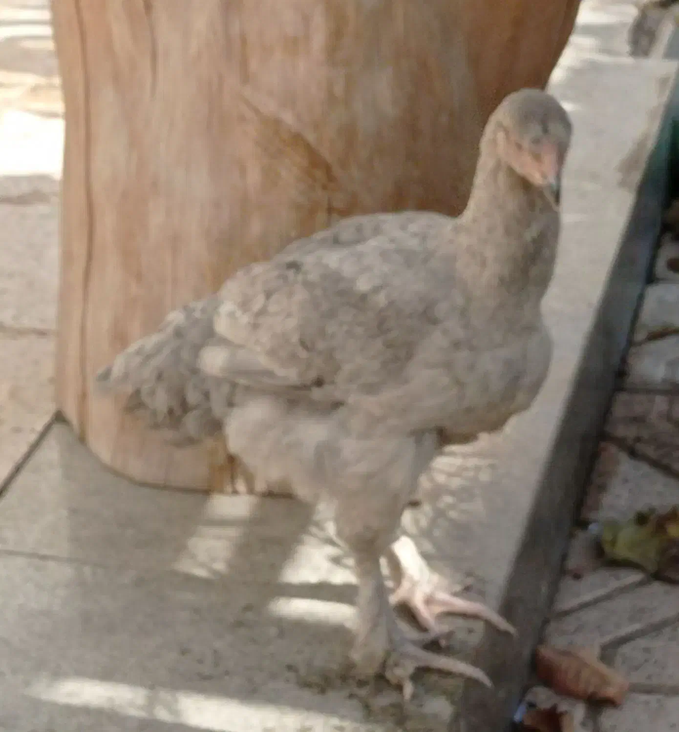 مرغ نژاد دار برهما لهستانی آمروک|حیوانات مزرعه|گلبهار, شهر جدید گلبهار|دیوار