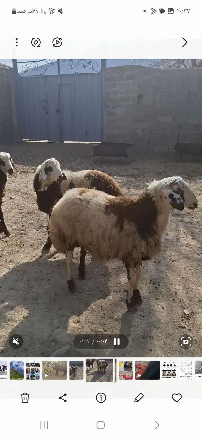 بره قوچ|حیوانات مزرعه|اراک, |دیوار