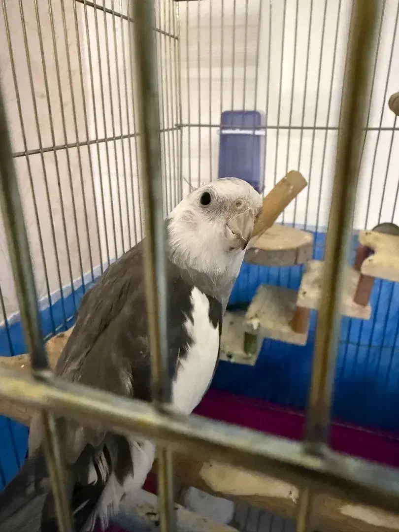 پرنده گمشده عروس هلندی|پرنده|شاهین‌شهر, مخابرات (شهید بهشتی)|دیوار