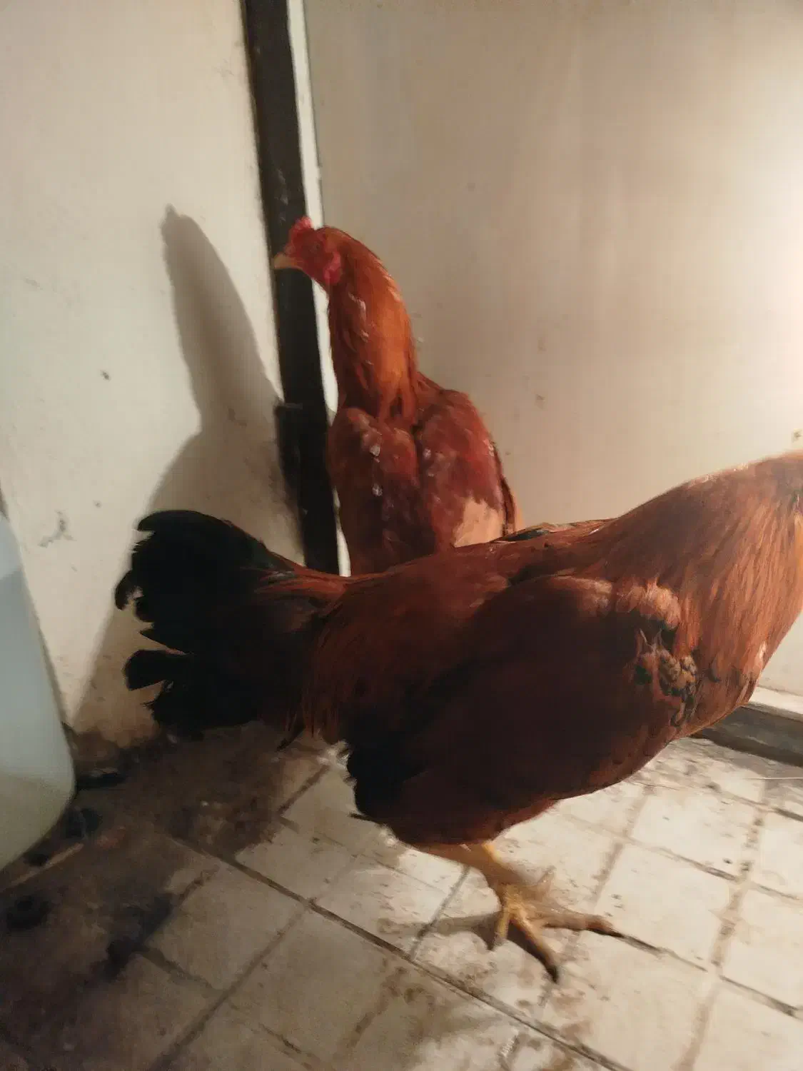 جوجه 6ماهه|حیوانات مزرعه|مشگین شهر, |دیوار