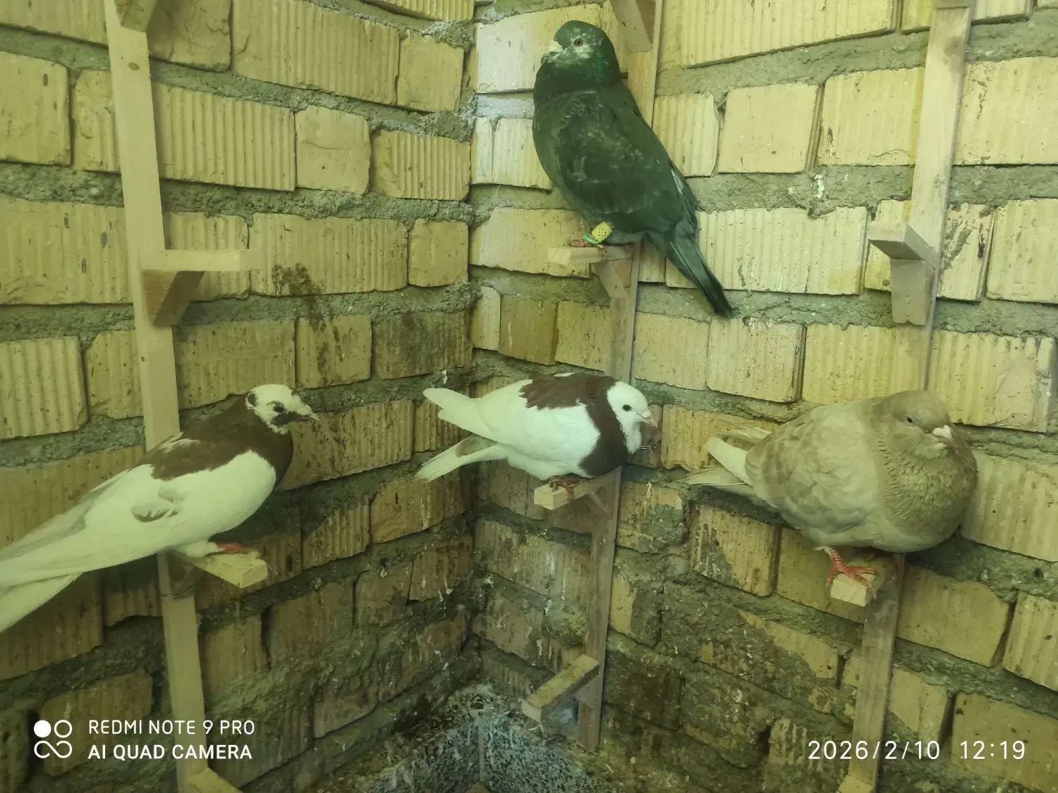 کبوتر سربری|پرنده|شیراز, کوشک میدان|دیوار