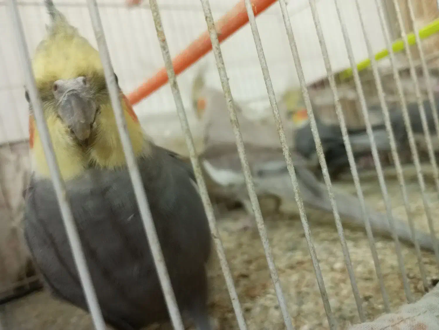 عروس هلندی|پرنده|مشهد, بهمن|دیوار