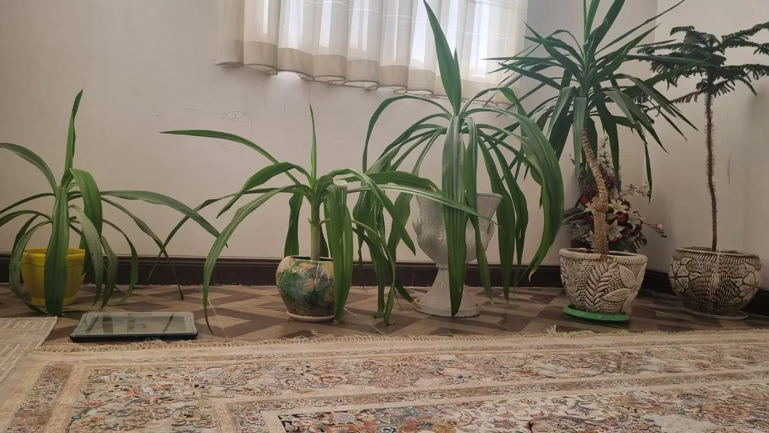 یوکا، سوسن ،کاج|گل و گیاه طبیعی|زرند, |دیوار