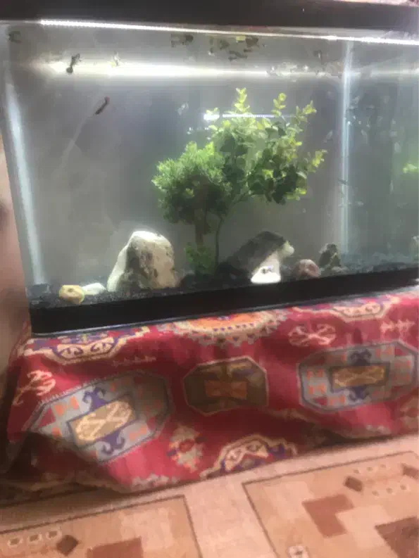 اکواریوم شیشه خم شرکتی|ماهی|مشهد, ادیب نیشابوری (شهرک غرب)|دیوار