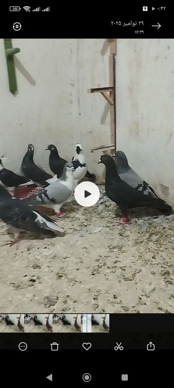 ۱۶عدد کفتر آلمانی و رنگه|پرنده|آبکوه, |دیوار