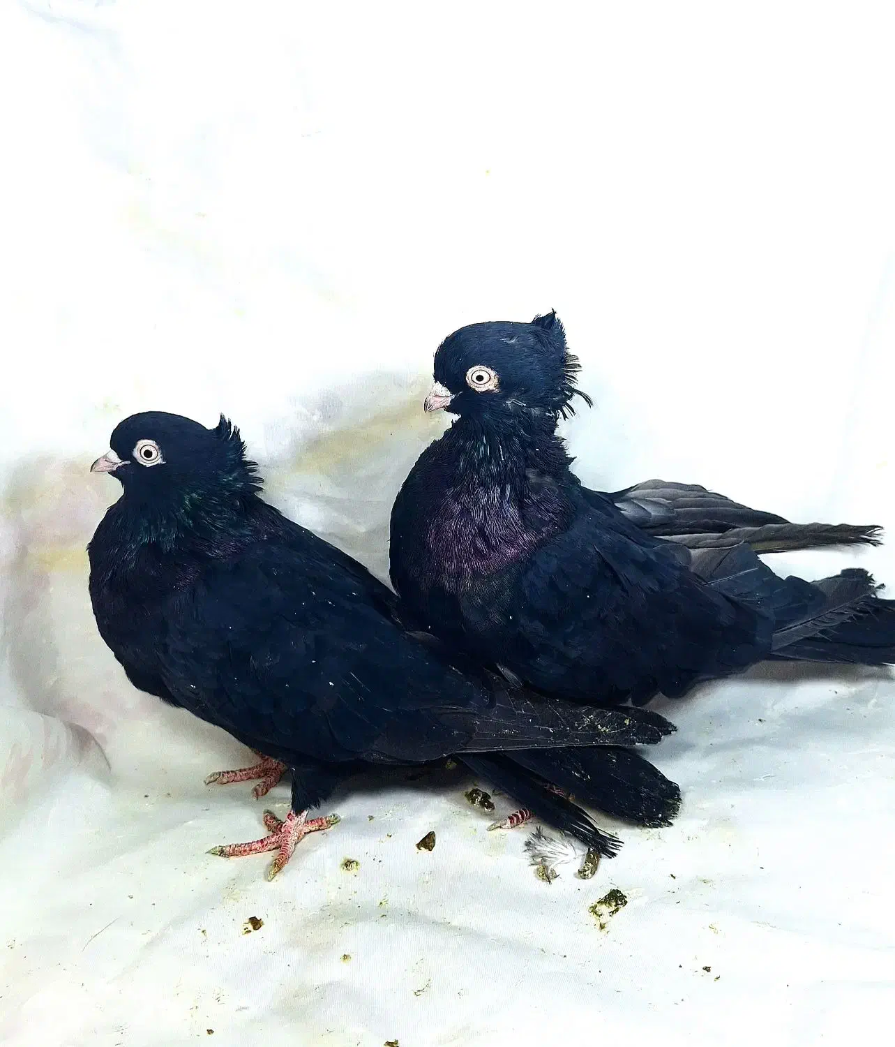 ارزان کبوتر|پرنده|جیرفت, |دیوار