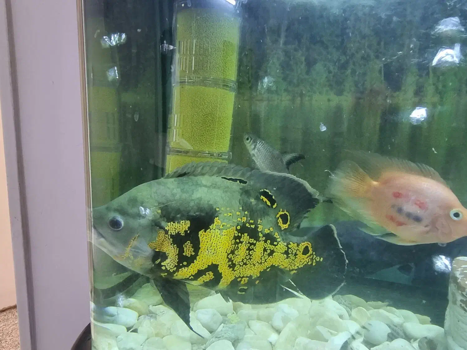 اکواریوم|ماهی|بیرجند, |دیوار