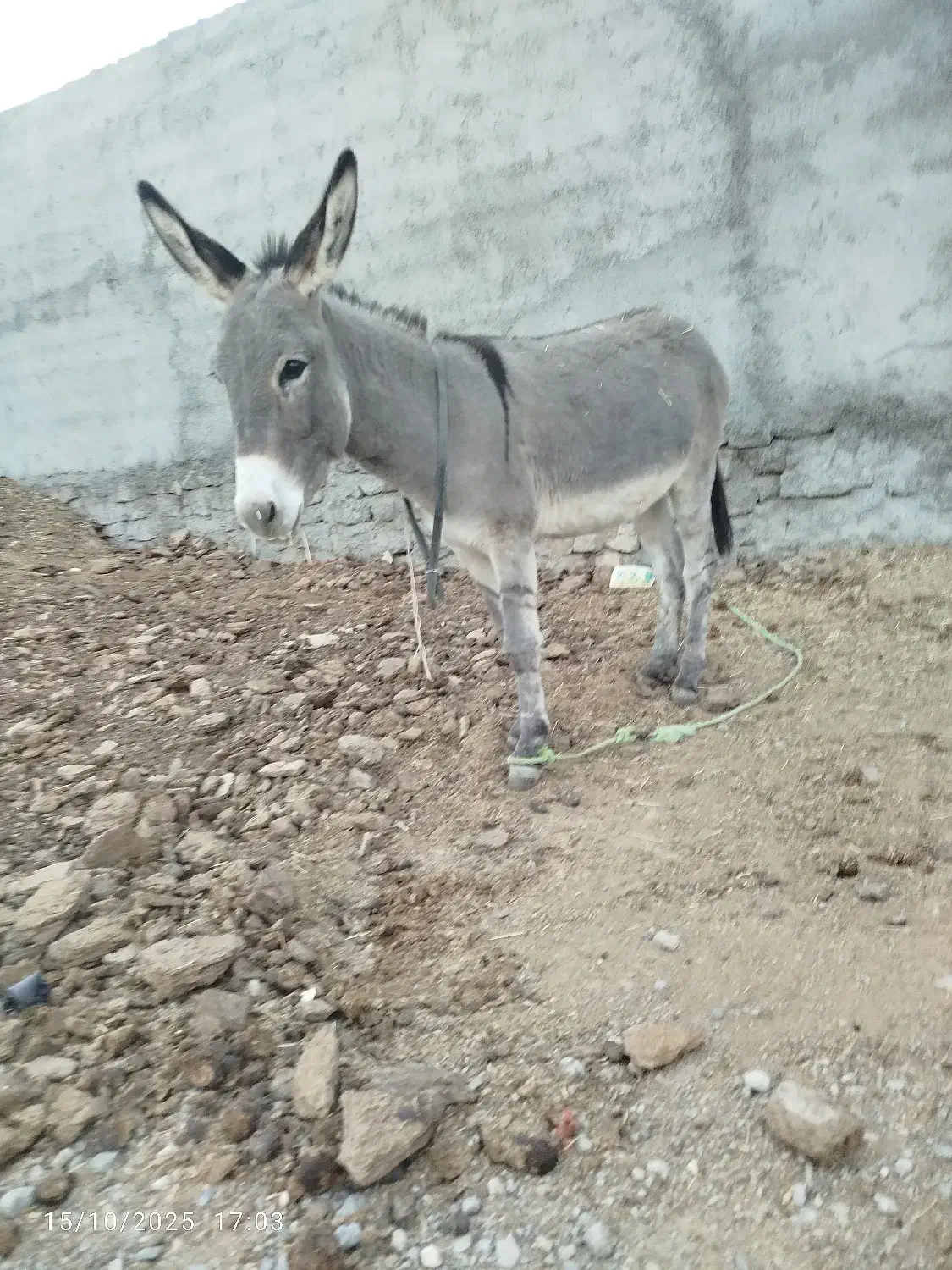 خر نر گوسفندی|حیوانات مزرعه|شیروان (خراسان), |دیوار