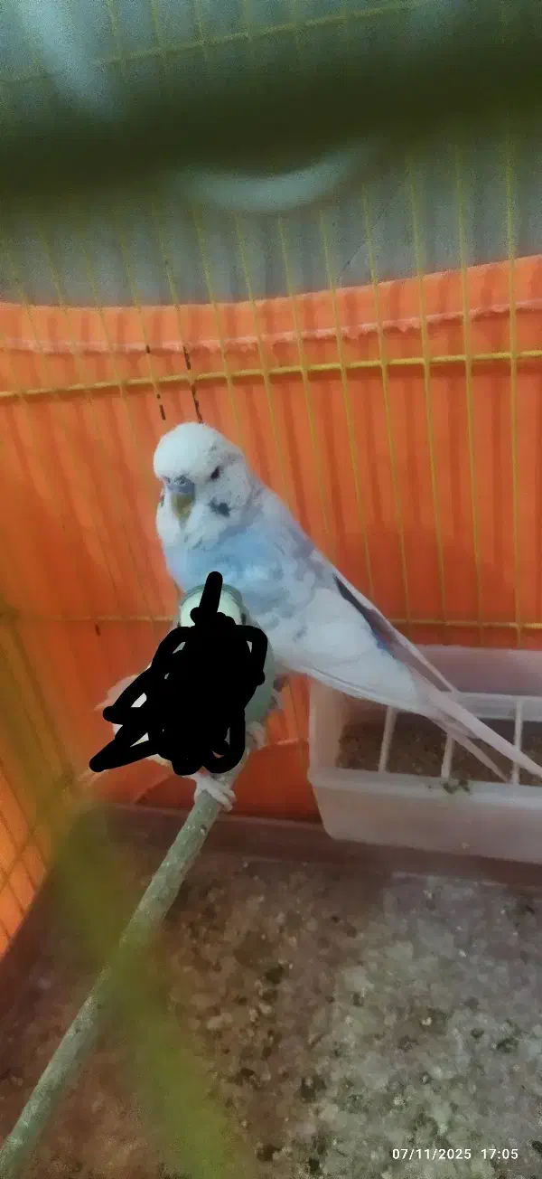 یک عدد مرغ عشق انگلیسی|پرنده|تهران, دولتخواه جنوبی|دیوار