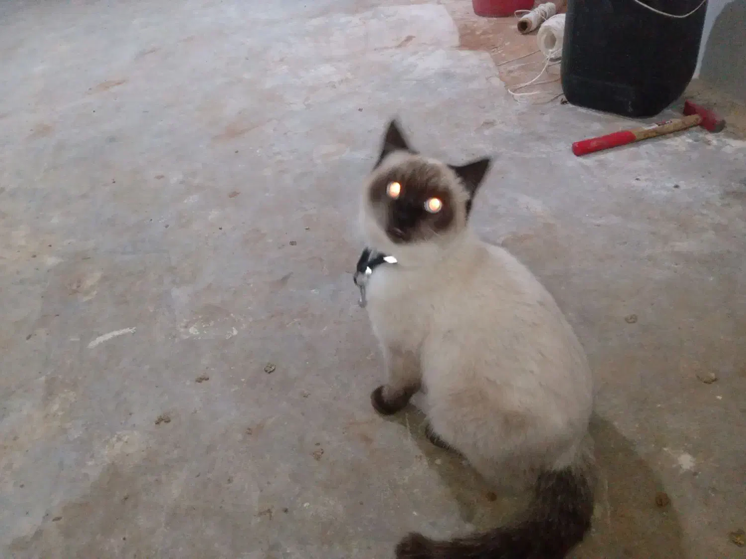 گربه سیامی|گربه|قیدار, |دیوار