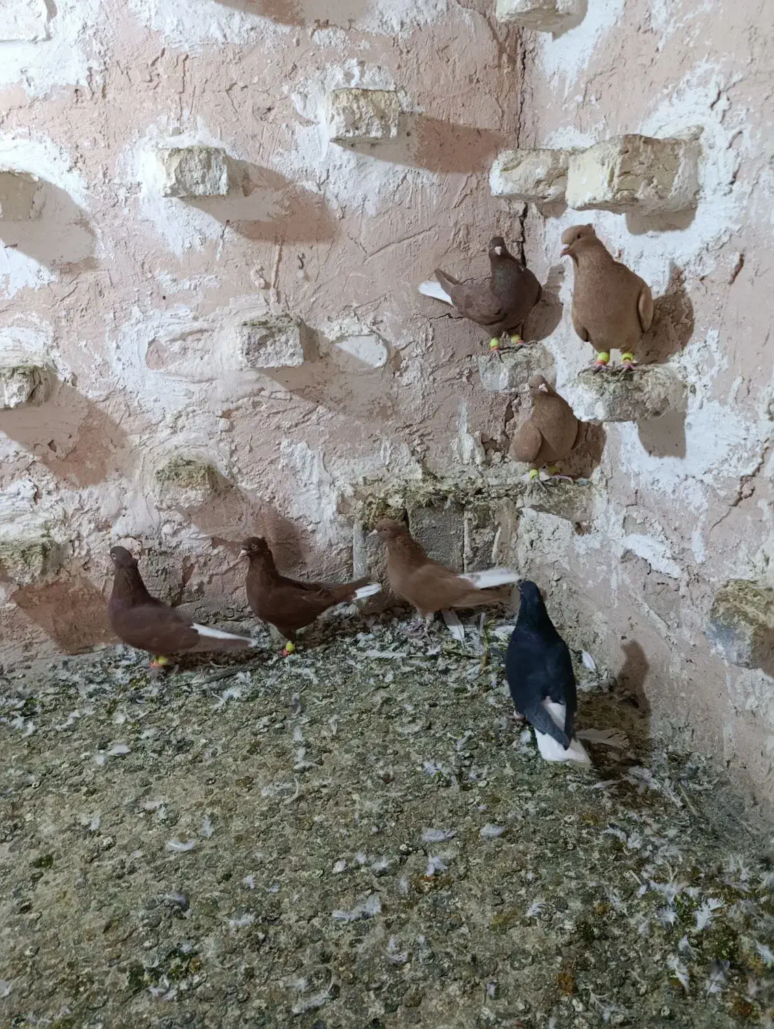 ۷تا ماده دم سفید|پرنده|اسفراین, |دیوار